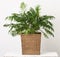 Beautiful houseplant palm