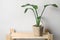 Beautiful houseplant in pot on wooden rack near beige wall