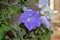 Beautiful houseplant.Purple and white flowers.