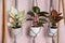 Beautiful houseplants hanging on wooden rack against pink background