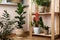 Beautiful houseplants in pots indoors. House decor