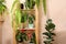 Beautiful houseplants in pots indoors. House decor