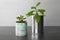 Beautiful houseplants in tin cans