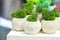 Beautiful houseplants in trendy geometric pots. Concrete pots with growing moss in them.