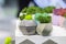 Beautiful houseplants in trendy geometric pots. Small concrete pots with moss in them.