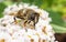 A beautiful Hoverfly feeding on a white flower