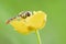 A beautiful hoverfly or syrphid feeding on a flower