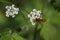 Beautiful Hoverfly on a white flower in the forest