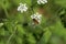 Beautiful Hoverfly on a white flower in the forest