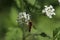 Beautiful Hoverfly on a white flower in the forest