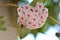 Beautiful Hoya Carnosa flower and honey bee collecting pollen