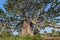 Beautiful and huge Baobab at Kissama National Park â€“ Angola.