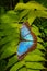 Beautiful huge blue butterfly is sitting at evergreen spiny fern aka Jurassic Era scenery, closeup, details