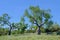 Beautiful huge ceiba trees, chorisia insignis, and landscape of Gran Chaco, Paraguay