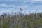 Beautiful huge colony of black cormorants nesting in big nests