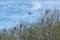 Beautiful huge colony of black cormorants nesting in big nests