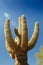 Beautiful huge green Cactus against blue sky