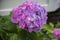 Beautiful huge hydrangea with pink and purple blossoms in garden with white house behind - centered with blurred background