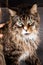 Beautiful Huge Maine Coon Cat Sitting