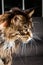 Beautiful Huge Maine Coon Cat Sitting