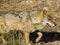 A beautiful and huge male iberian wolf walks following a trail through the bush