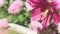 beautiful huge pink Lily blossom in garden with hydrangea and marble bath. macro