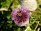 Beautiful huge thistles with bee on it found in the nature during sunny day