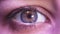 Beautiful human eye close-up. Young Woman Blue one eye macro shoot. Macro Closeup eye blinking and looking, over gray