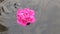 Beautiful human hands carefully holding flowers floating in the pool.