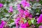 Beautiful hummingbird in the bush with flowers