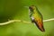 Beautiful hummingbird. Coppery-headed Emerald, Elvira cupreiceps, beautiful hummingbird from, green bird, scene in tropical forest