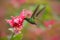 Beautiful hummingbird, Coppery-headed Emerald, Elvira cupreiceps, flying next to nice pink flower. Bird sucking nectar. Feeding sc