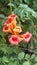 Beautiful Hummingbird Flowers