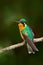 Beautiful hummingbird. Orange and green small bird from mountain cloud forest in Costa Rica. Purple-throated Mountain-gem