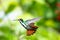 Beautiful hummingbird with orange tail hovering in a tropical garden.