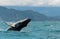 A Beautiful Humpback Whale Breaching with Mountain Background