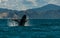 A Beautiful Humpback Whale Breaching with Mountain Background