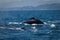 Beautiful humpback whales in the coast of Ecuador