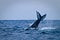 Beautiful humpback whales in the coast of Ecuador