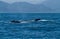 Beautiful humpback whales in the coast of Ecuador