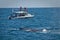 Beautiful humpback whales in the coast of Ecuador