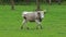 Beautiful hungarian grey cow