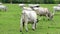 Beautiful hungarian grey cows