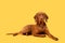 Beautiful hungarian vizsla dog full body studio portrait. Dog lying down and looking at camera over bright yellow background.