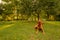 Beautiful hungarian vizsla dog garden portrait. Vizsla hunting dog lying down in the garden during summer sunset. Front view.