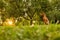 Beautiful hungarian vizsla dog garden portrait. Vizsla hunting dog sitting in the garden during summer sunset. Side view.