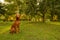 Beautiful hungarian vizsla dog garden portrait. Vizsla hunting dog sitting in the garden during summer sunset. Side view.