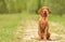 Beautiful hungarian vizsla dog in the park