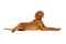 Beautiful hungarian vizsla full length studio portrait. Dog lying down and looking up isolated over white background.