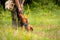 Beautiful Hungarian Vizsla puppy and its owner during obedience training outdoors. Lay down command.